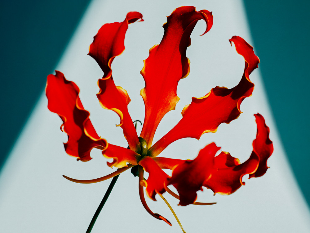 Timothée Lambrecq photography