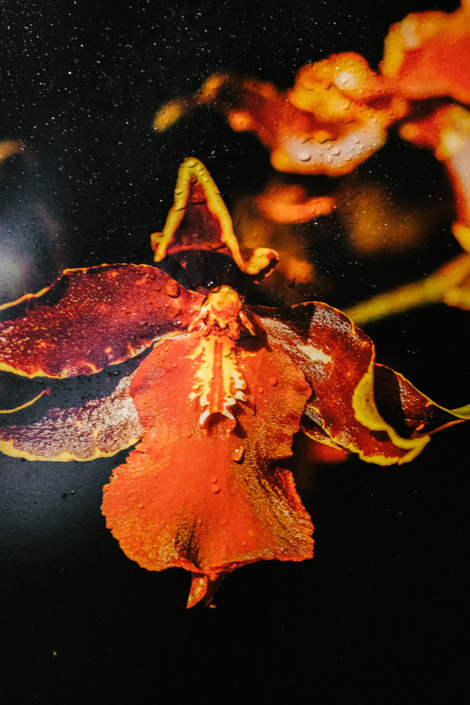 Timothée Lambrecq photography