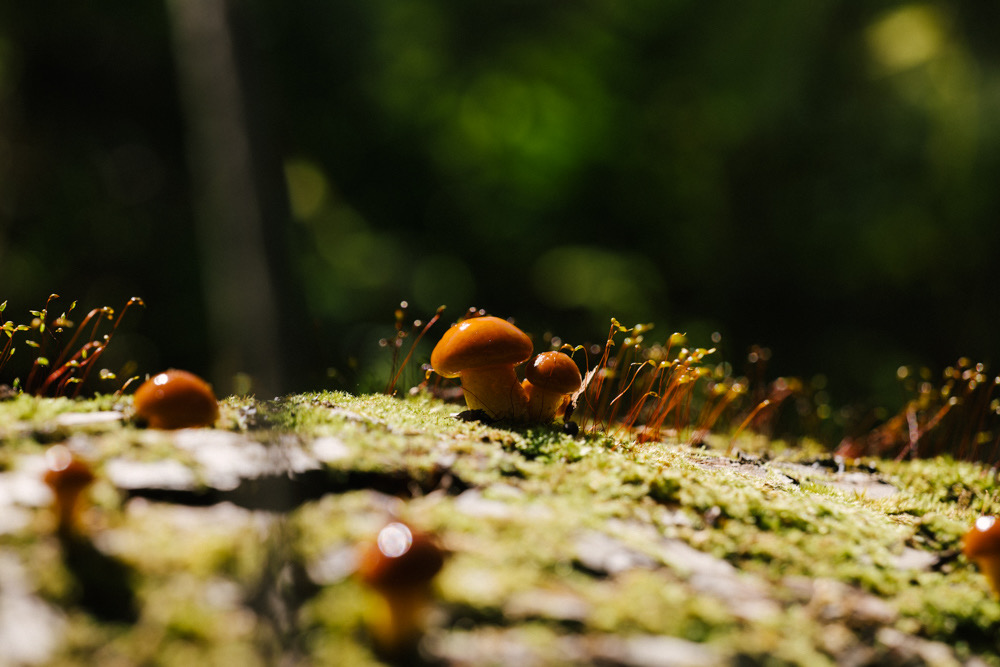 Timothée Lambrecq photography