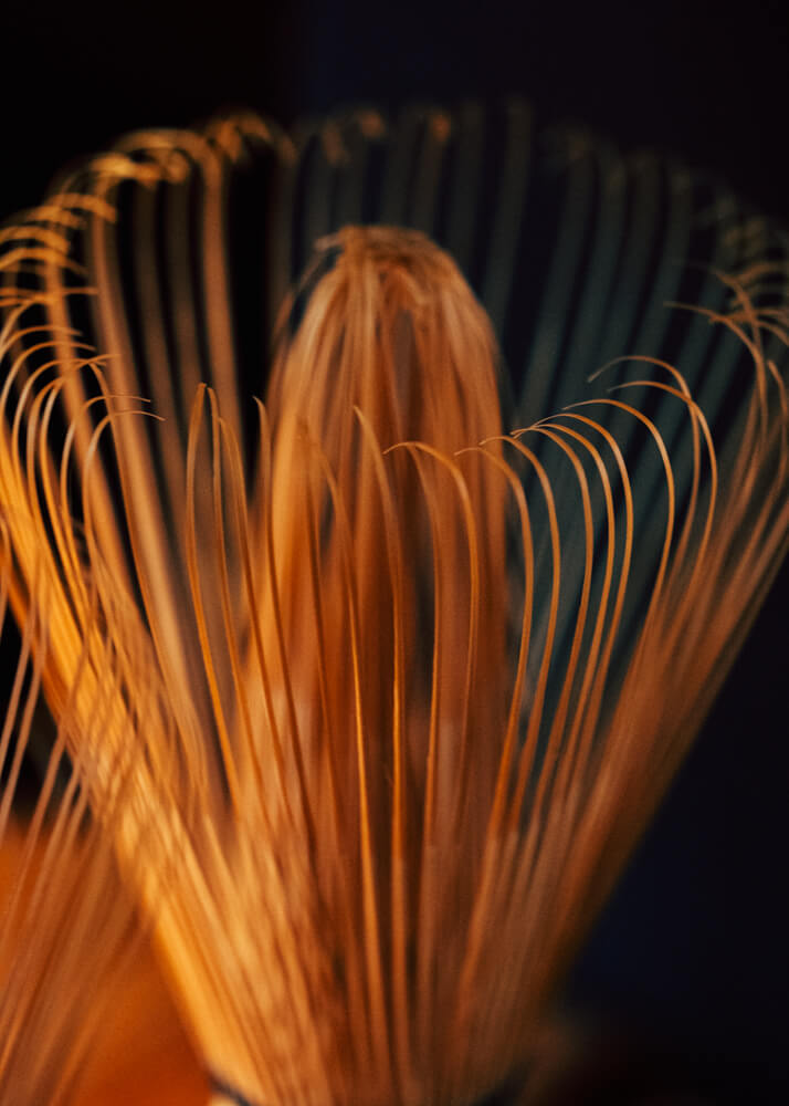 Timothée Lambrecq photography